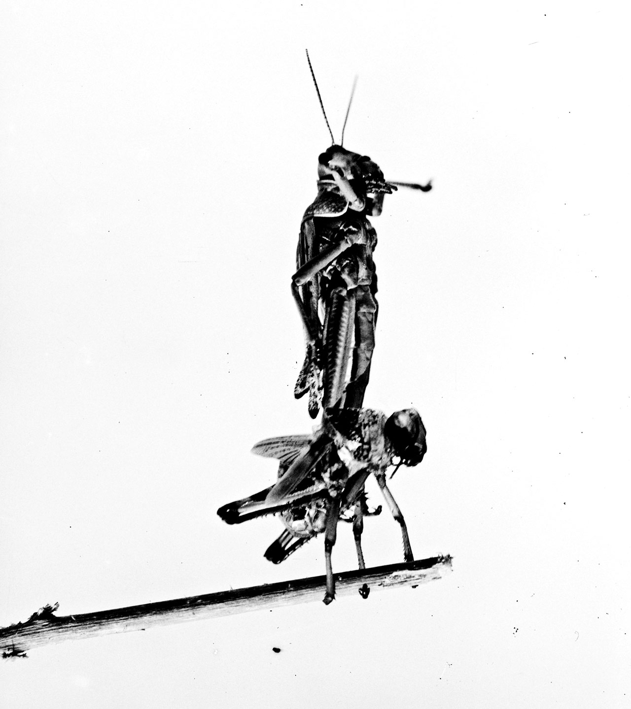 Locust moulting