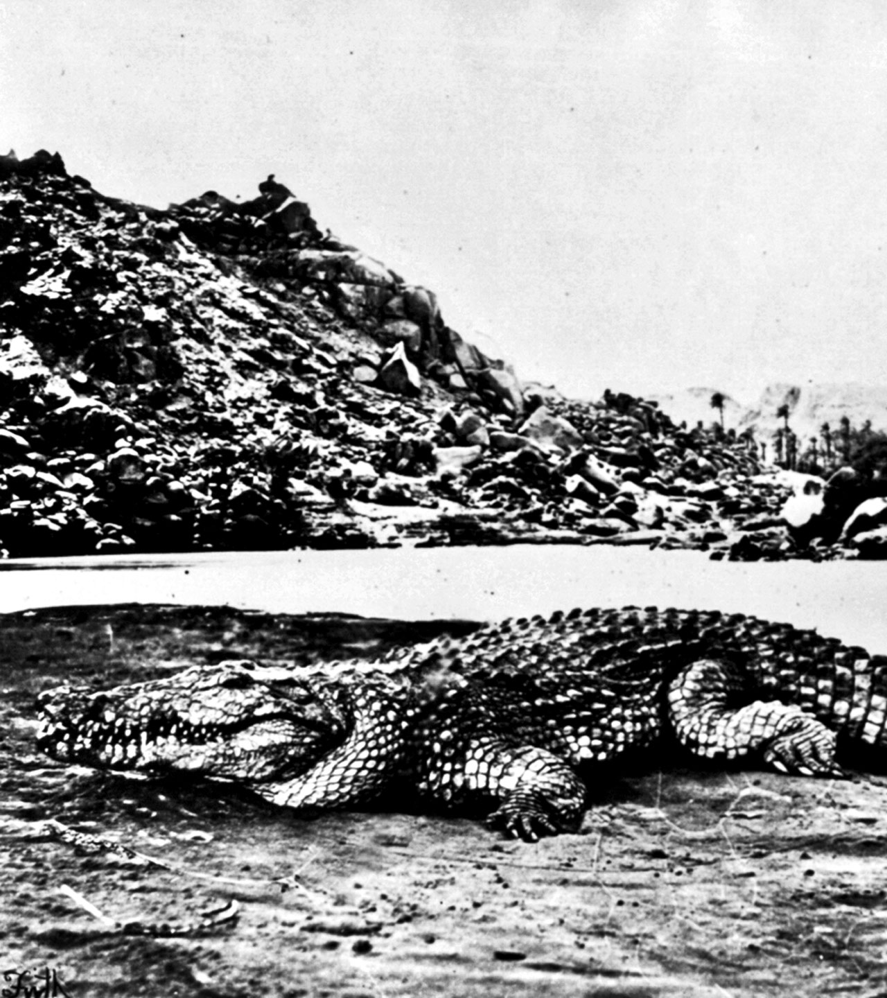 Crocodile on a sand bank