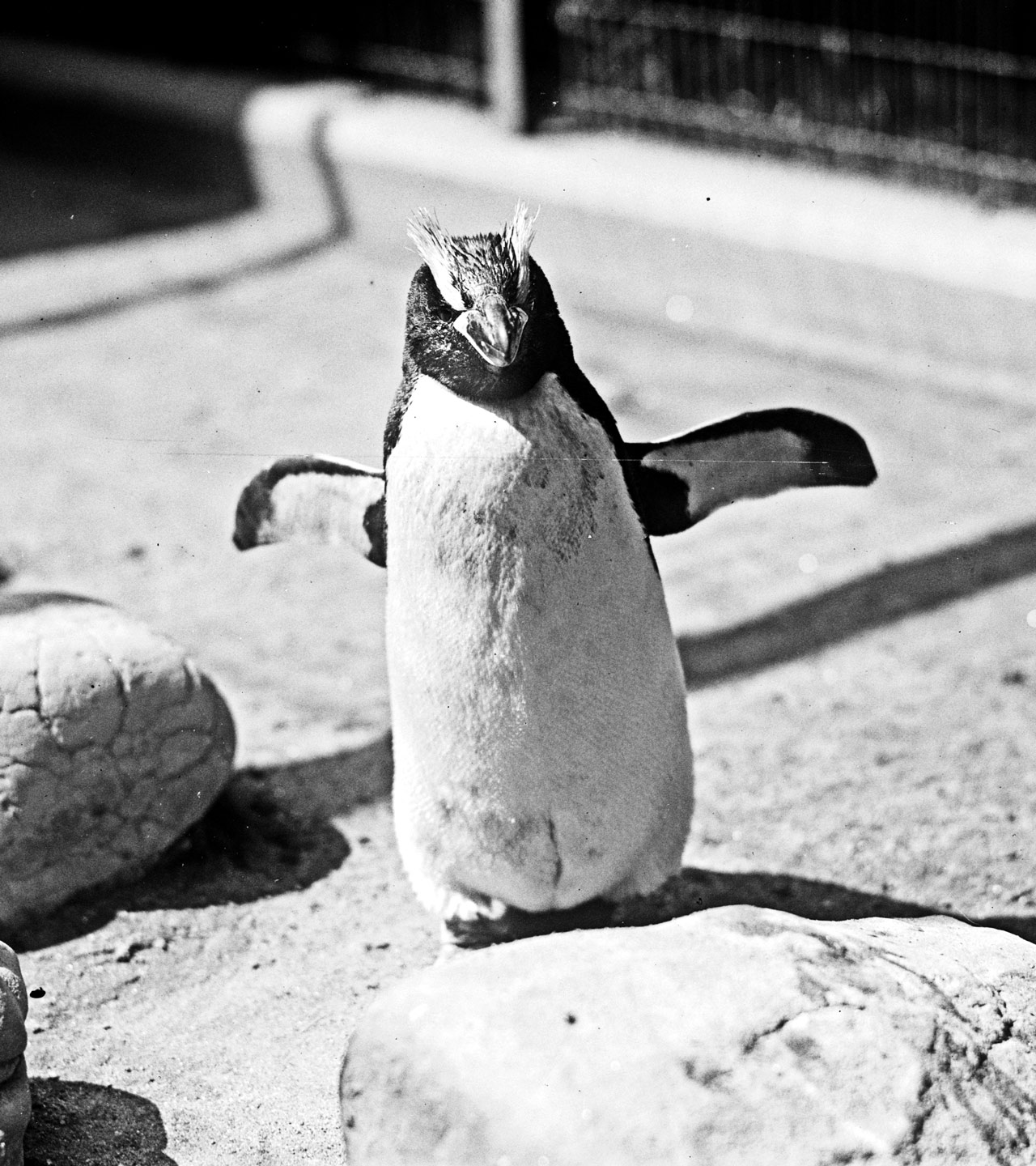 Rock Hopper penguin at Wash. Zoo.